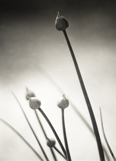 darling buds