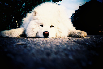 Sleepy Fluffy Dog