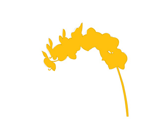  Mustard Yellow Orchid