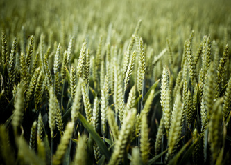 wheat 2