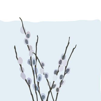 Pussy Willow