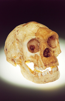 Homo Floresiensis