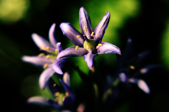Purple lensbaby