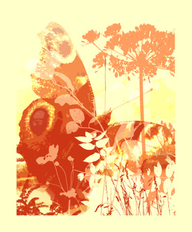 Butterfly love 1