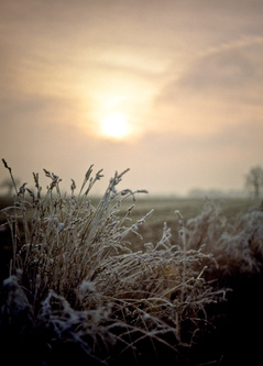 winter frost