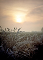 winter frost