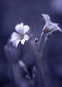 cowslip