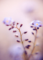 forgetmenot 2