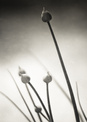 darling buds