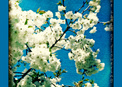 Blossom