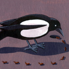 Magpie Counts