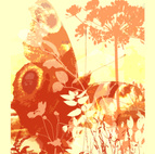 Butterfly love 1