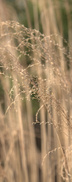 _MG_3730.jpg