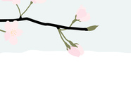 Cherry Blossom