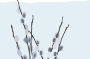Pussy Willow