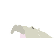 Hippo