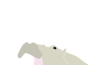 Hippo