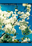 Blossom