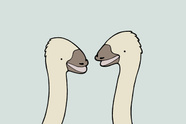Ostriches