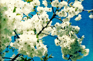 Blossom