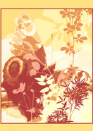 Butterfly love  2