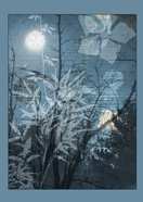 Rimpa winter