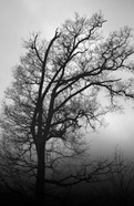 _MG_3118.jpg