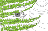  Fern