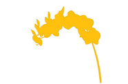  Mustard Yellow Orchid