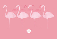 flamencos 