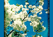 Blossom