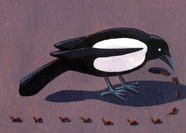Magpie Counts