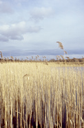 scan_422.jpg