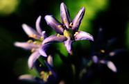 Purple lensbaby