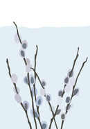 Pussy Willow
