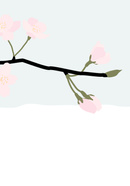 Cherry Blossom