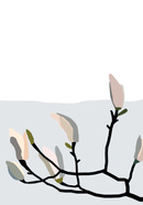 Magnolia