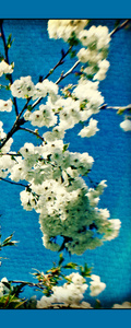 Blossom