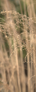 _MG_3730.jpg