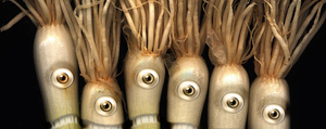 Onions