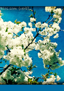Blossom