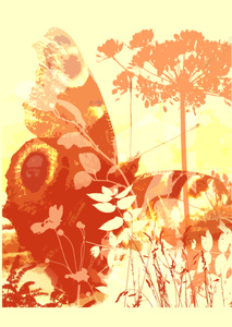 Butterfly love 1