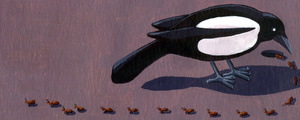 Magpie Counts