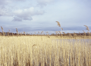 scan_422.jpg