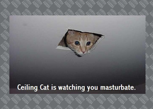 ceiling cat