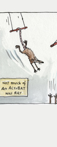 Acrobat Rat