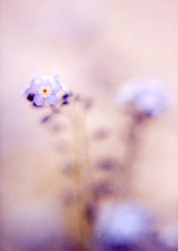 forgetmenot