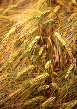 wheat