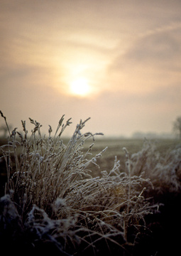 winter frost