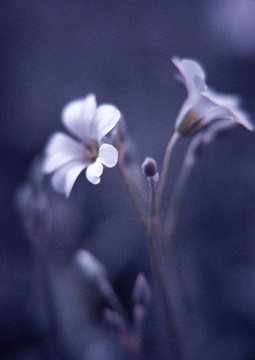 cowslip